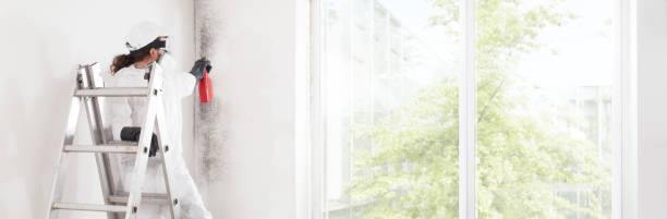 Best Post-Construction Mold Inspection  in , NC